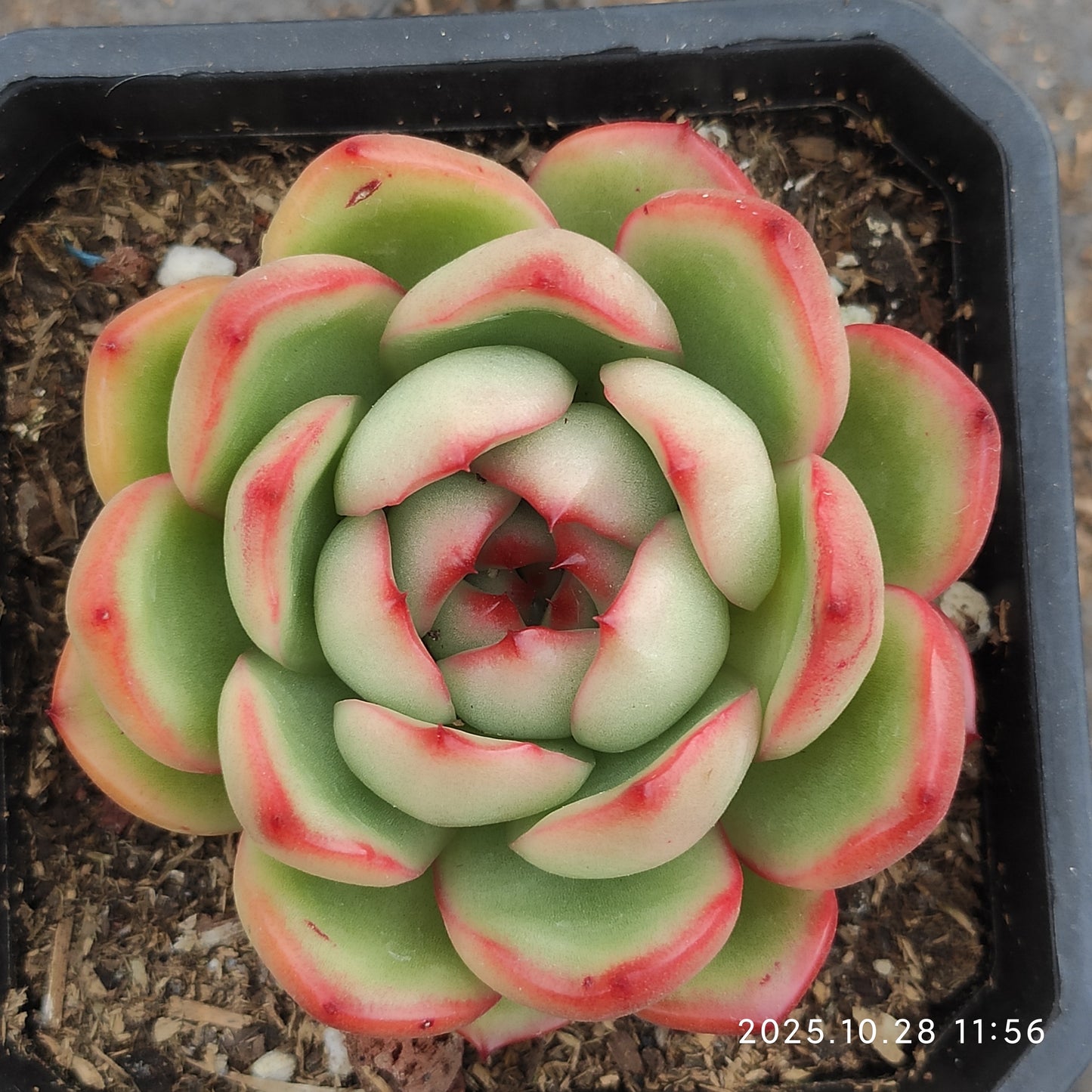 DQ191 TM（7cm pot）