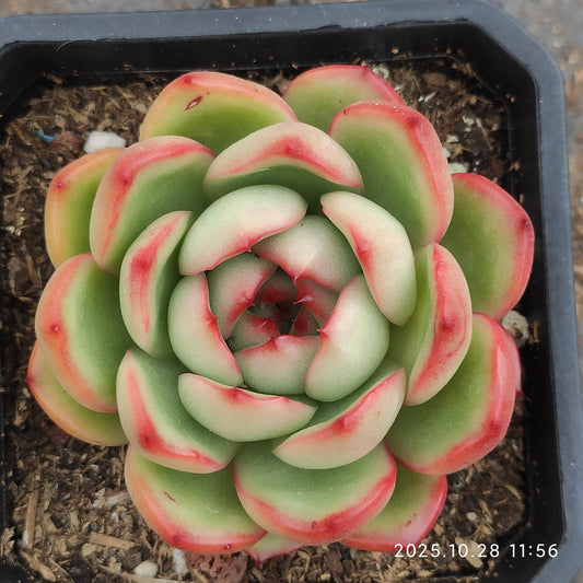 DQ191 TM（7cm pot）