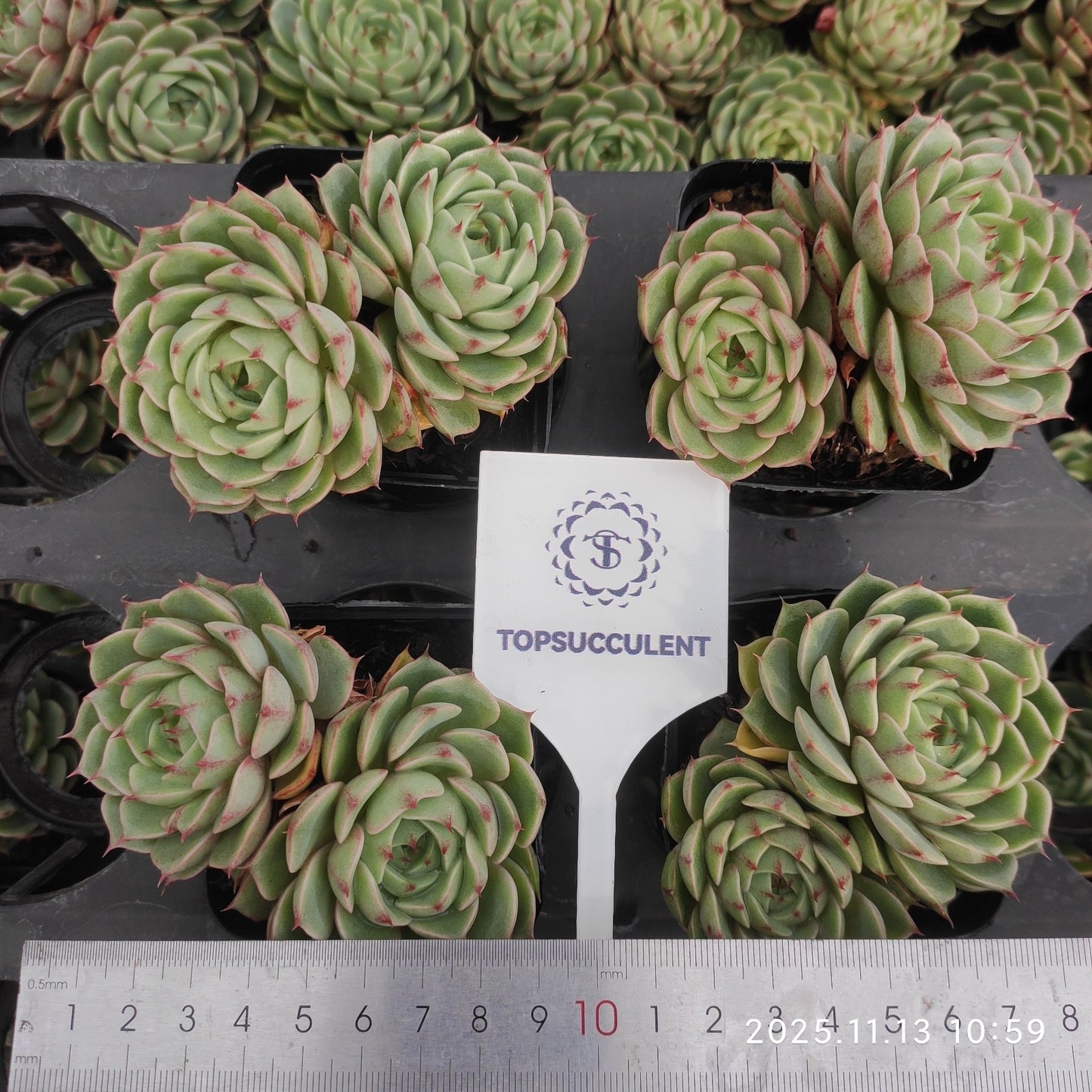 22428  ベンバディス（7cm pot）