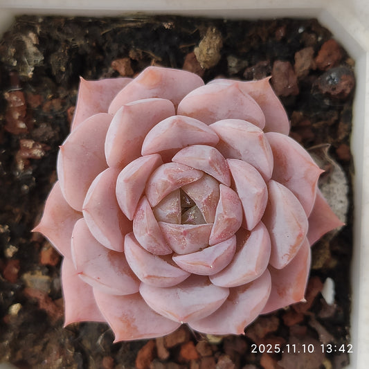 22586  エリー　クィーン x ヘレナー（7cm pot）