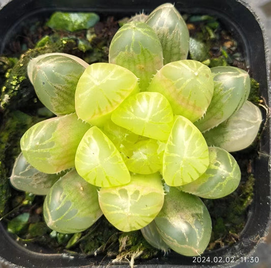 T2594 ゴスト（6.5cm pot）