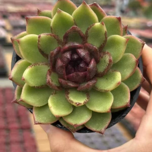 QNY154 グリーン　ライト　ローレスト（10cm pot）