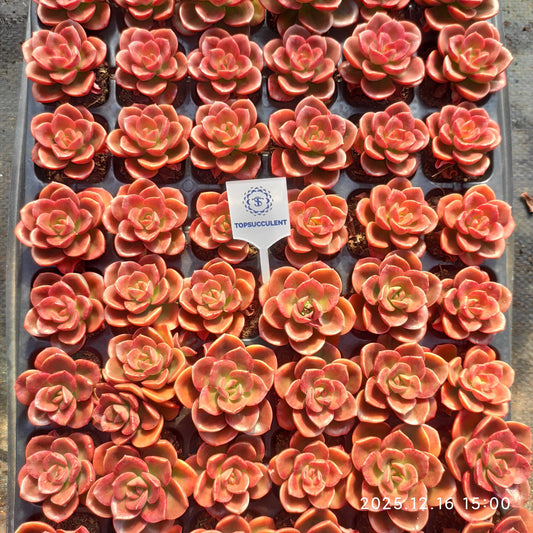 21720  チョコレート（3cm pot）（ポット苗）