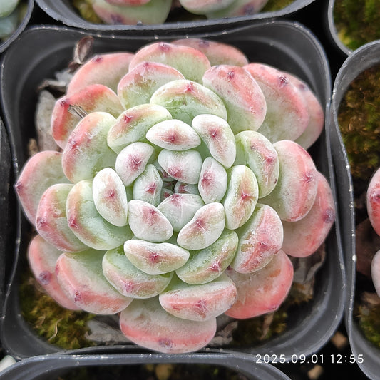 QN702 ビヨンテ(6.5cm pot)