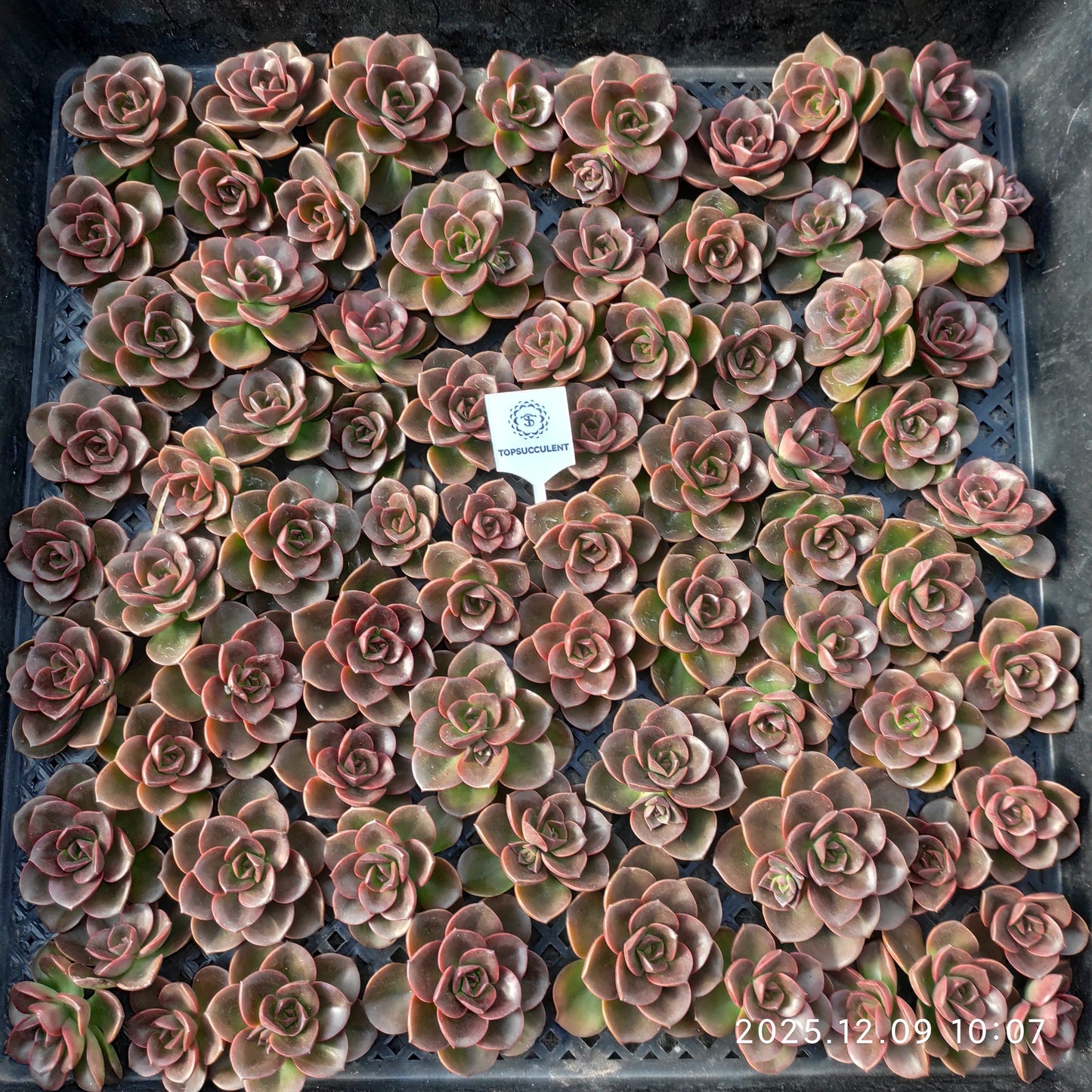 220756 チョコレート（カット苗）