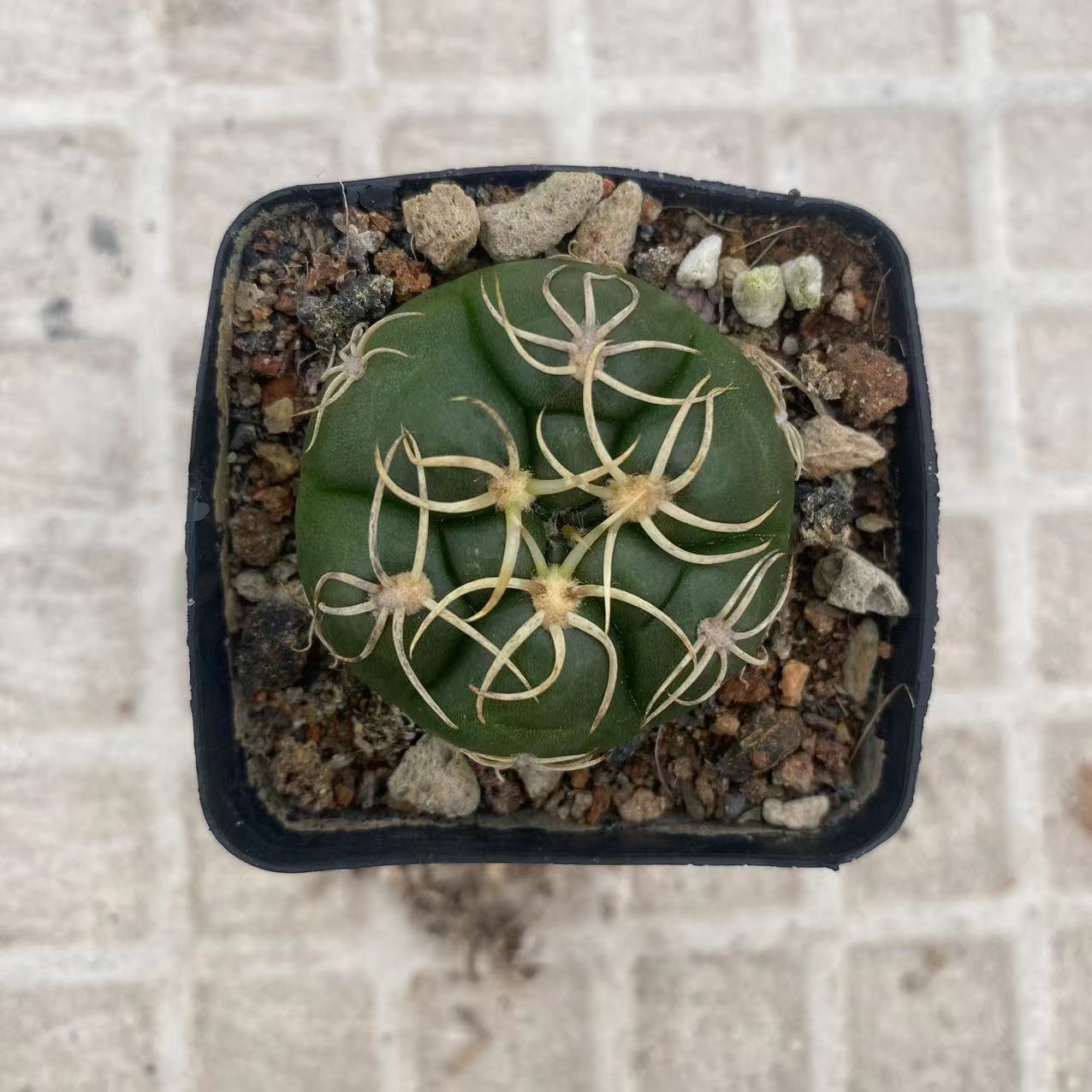 ZL211 ギムノカリキウム 海王丸 (5cm pot)