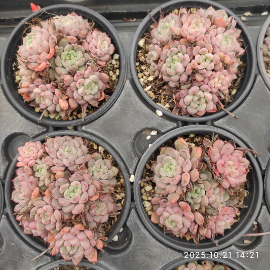 21919 キュートバブル（9cm pot）