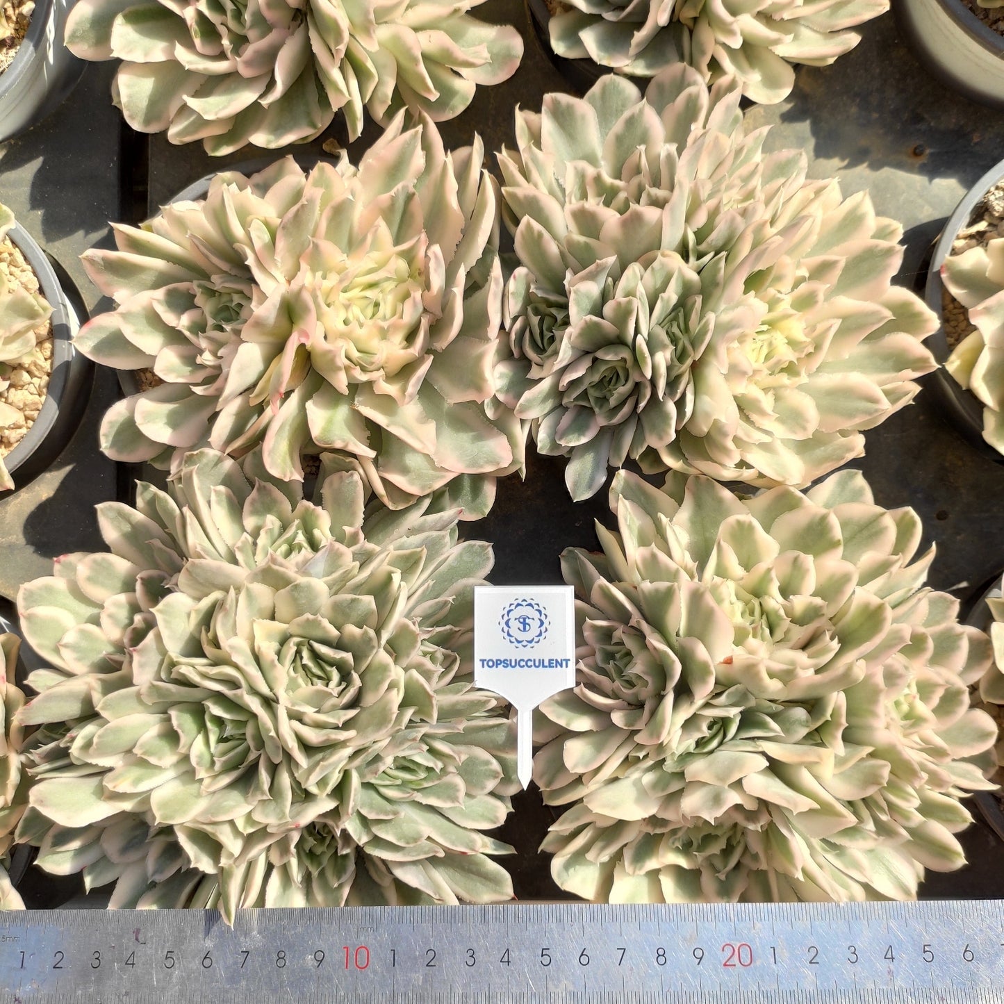 20282 パープル　バタフライ錦