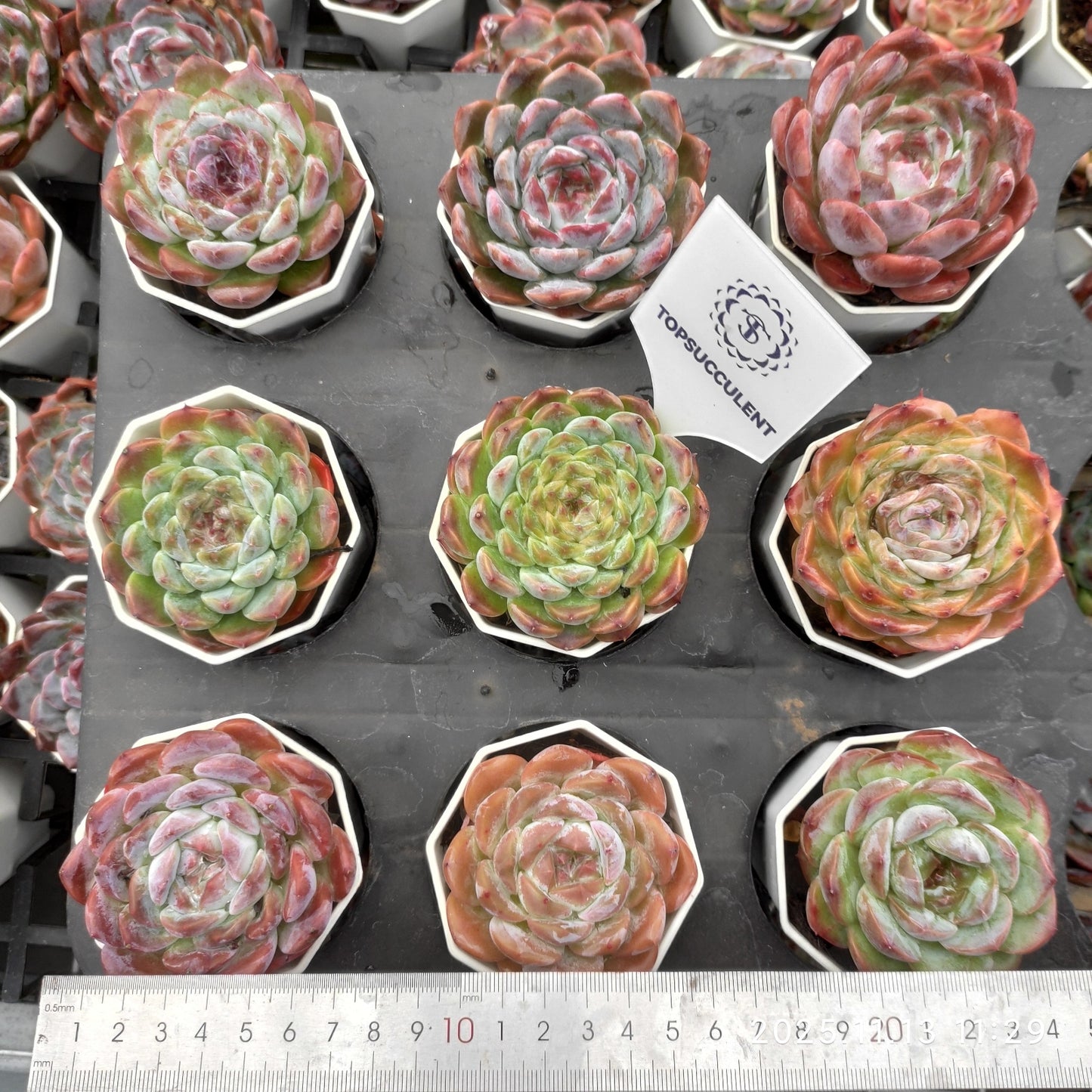 22435  アイススピリットhyb（7cm pot）