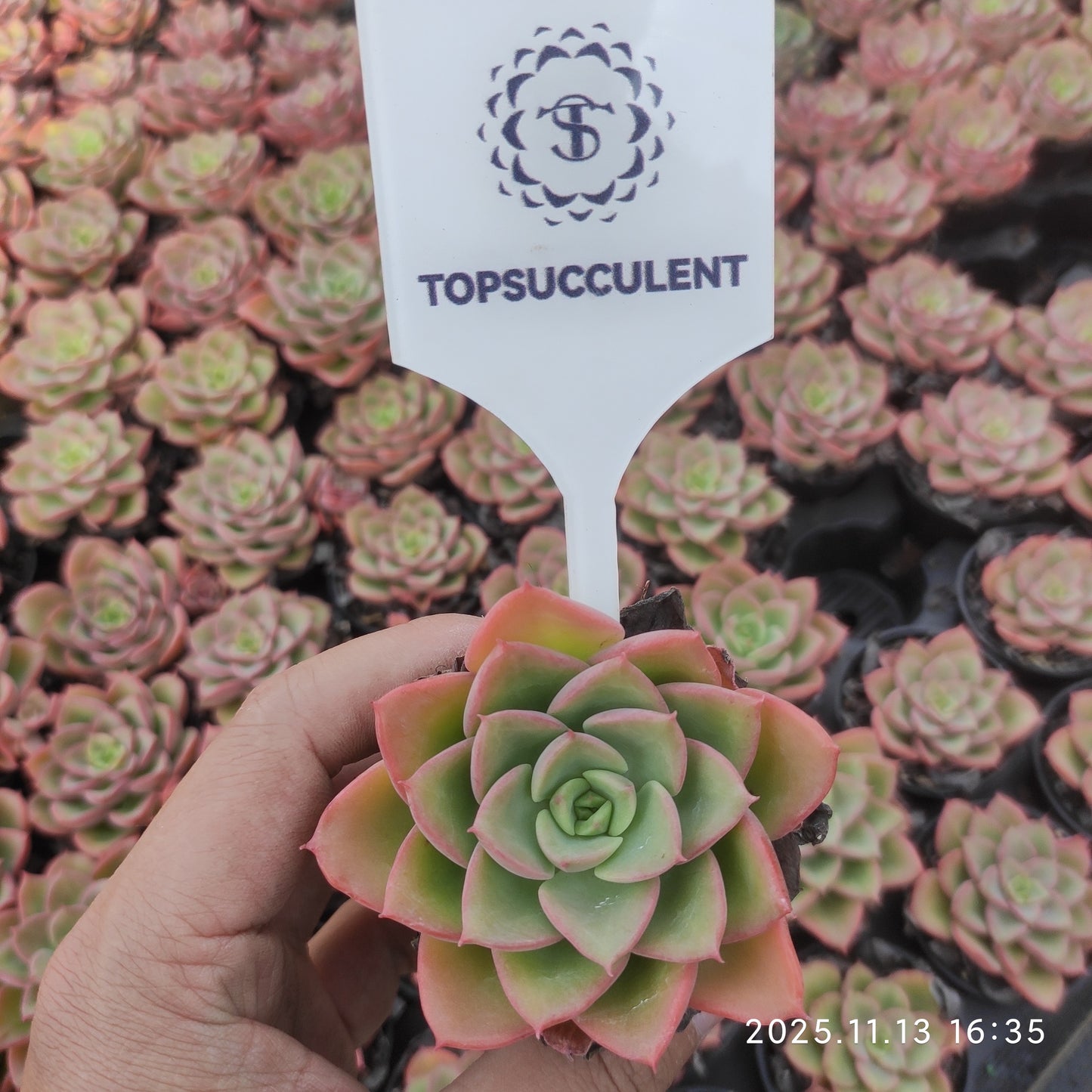 22494  ノーブル（5.5cm pot）