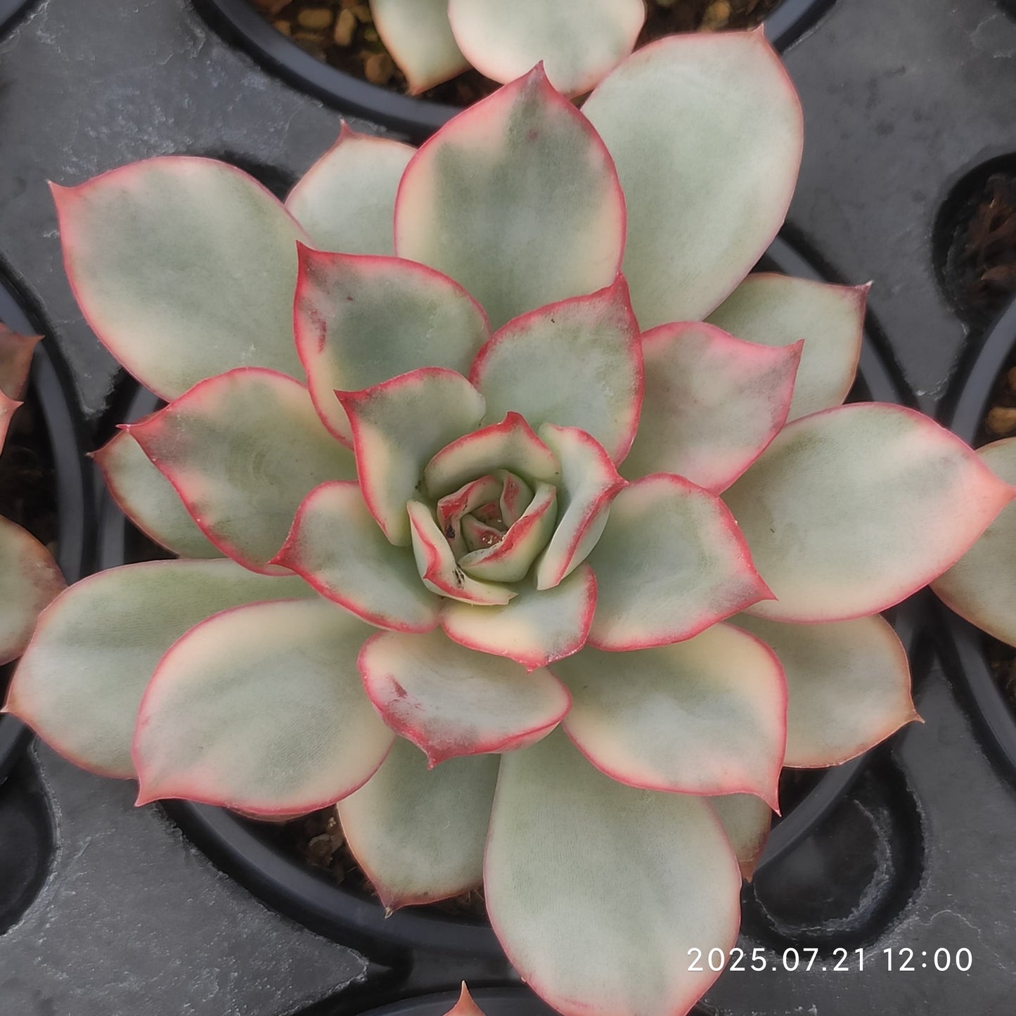 MMY1032 エスター錦 （9cm pot）