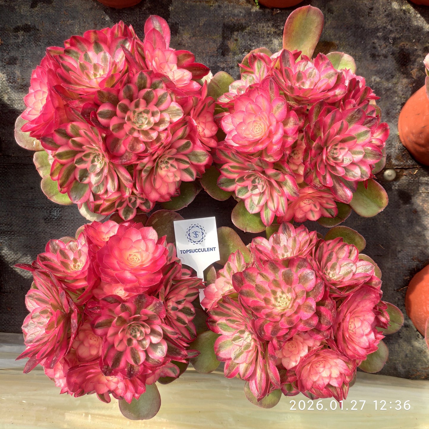 25474 アエオニウム ライチー