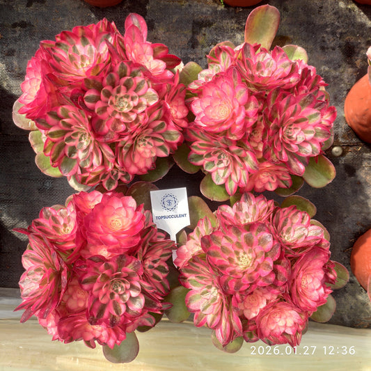 25474 アエオニウム ライチー