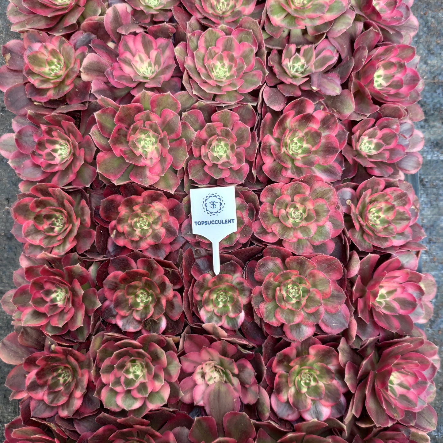 24625 フレーム　ロータス