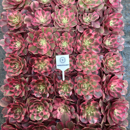 24625 フレーム　ロータス