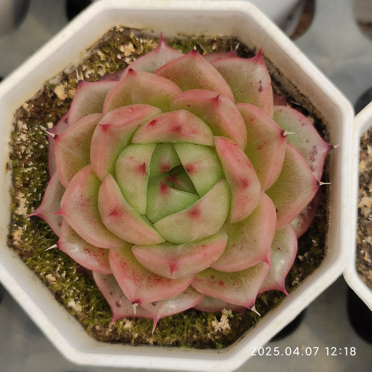 DQ097 ベラー　アイラッシュ （7cm pot）