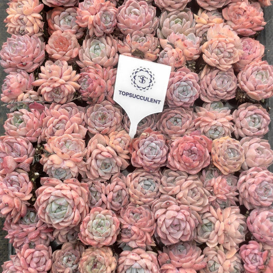 22121  アイスドール（3cm pot）（ポット苗）