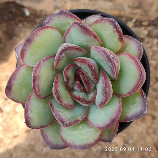 MMY1243 メキシコ　プリドニス（5.5cm pot）