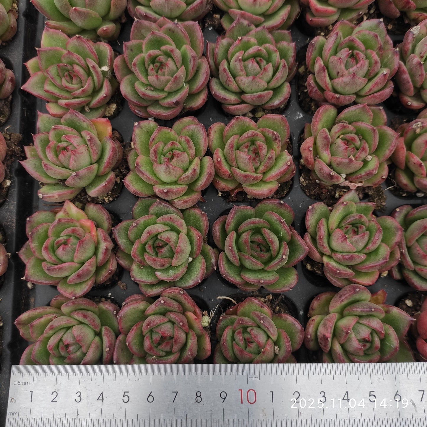 22298  ギリア（3cm pot）（ポット苗）