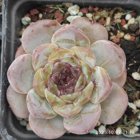 XQ1457 モンローHyb（7cm pot）