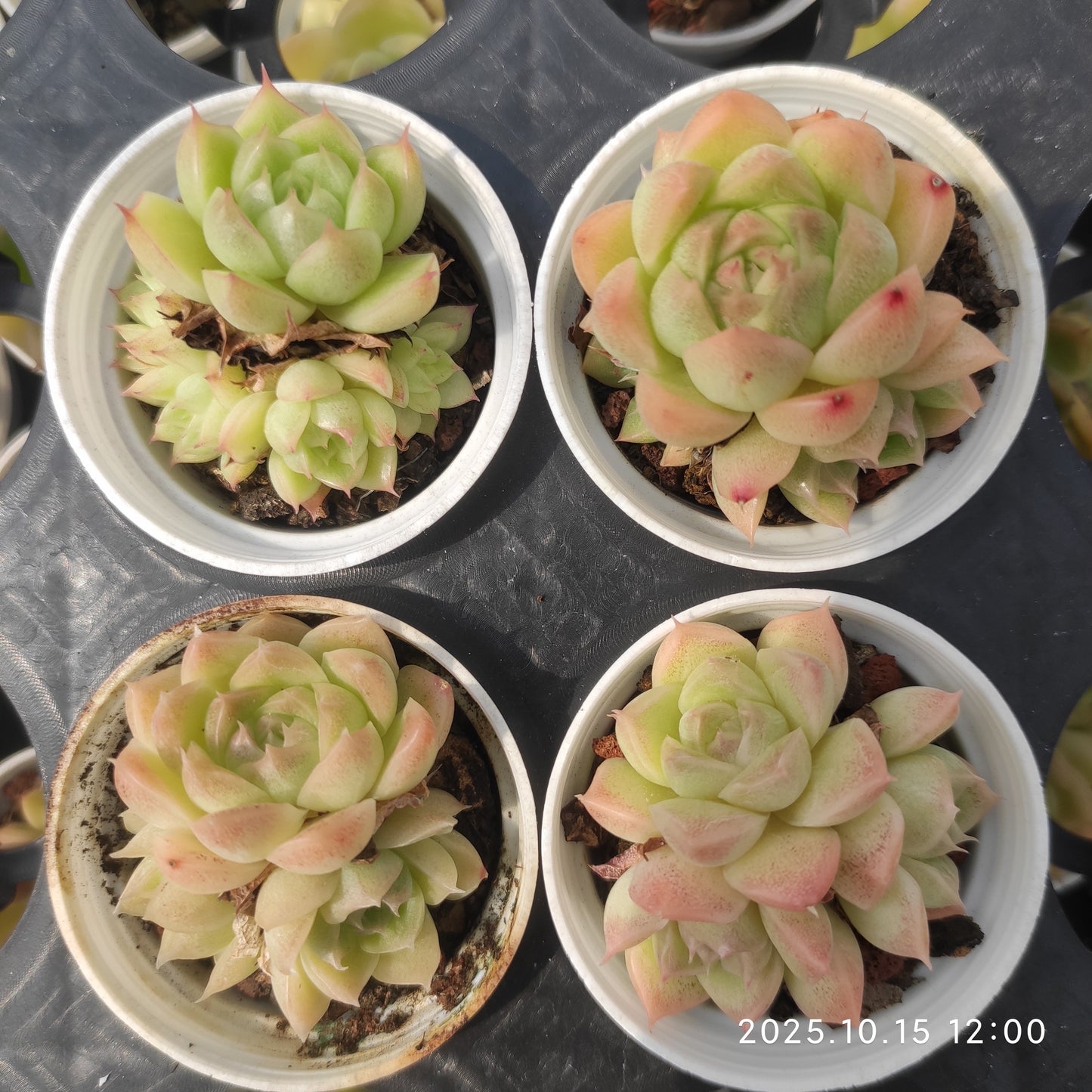 21459 マルガン（5.5cm pot）