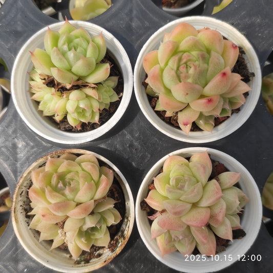 21459 マルガン（5.5cm pot）