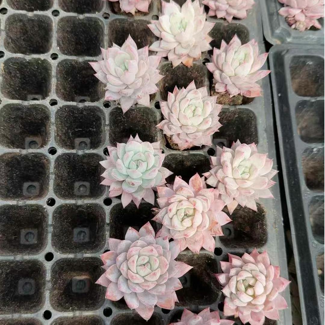 BL1831 ブルーバード（3 cm pot）