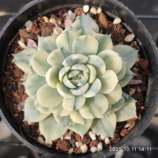 TPKM049 ベリー錦(7cm pot)