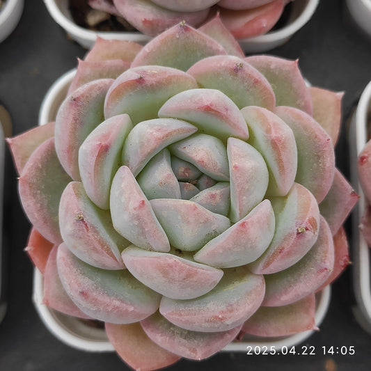 MMY154 ストロベリーアーモンド （5.5cm pot）