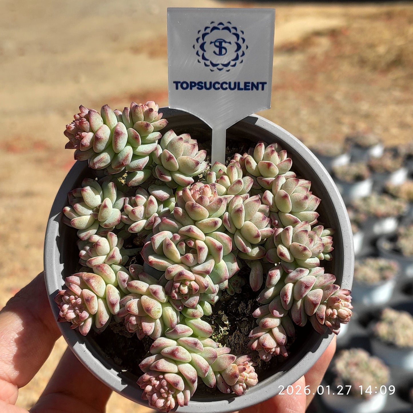 23225 キャラメルスプライト