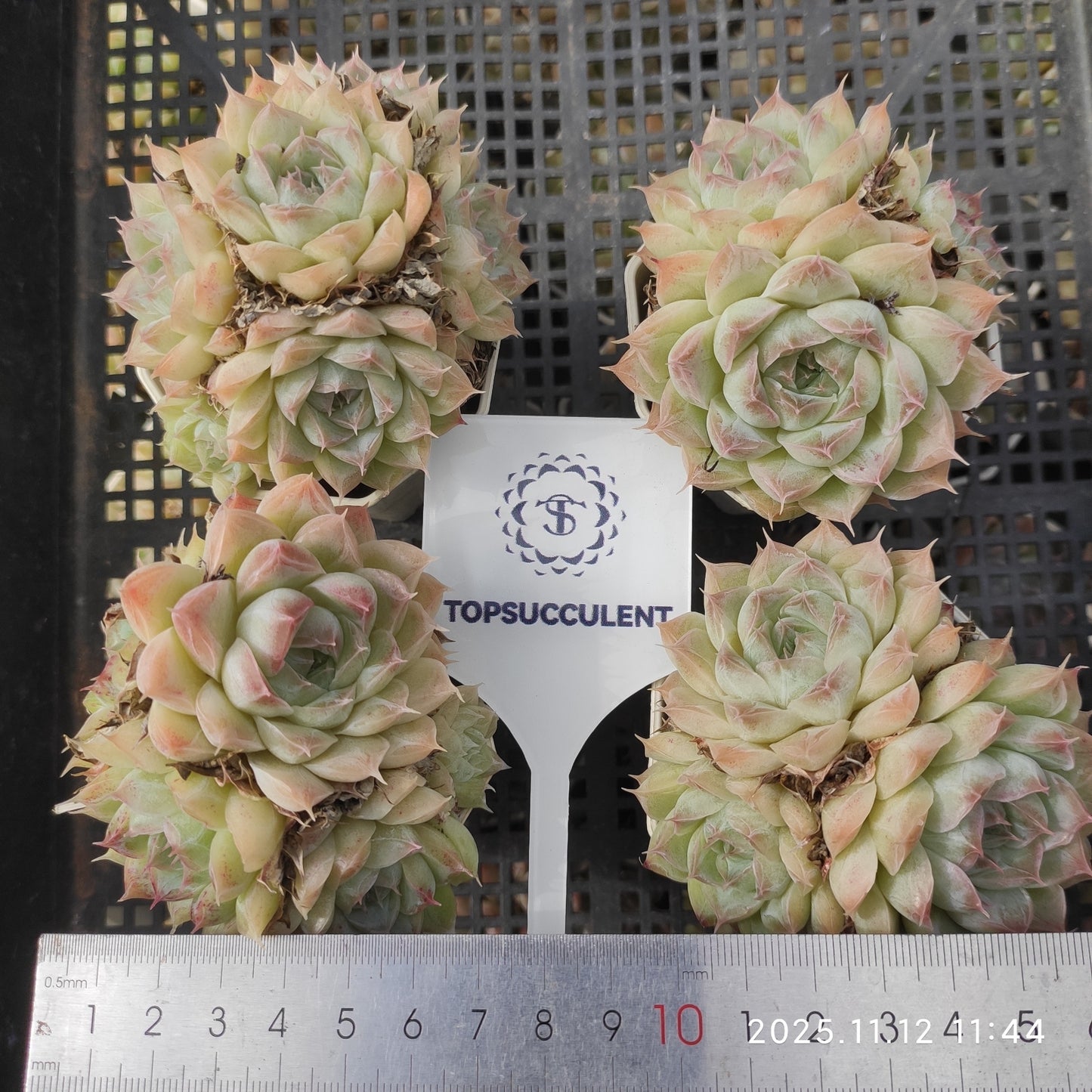 17208  パンドラ（7cm pot）