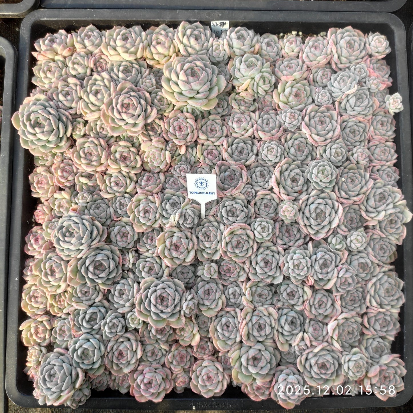 23057 アルバー　ミニーHyb（ポット苗）