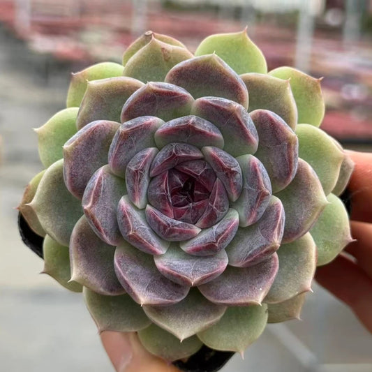 QNY131 パープル　グレイズ（7cm pot）