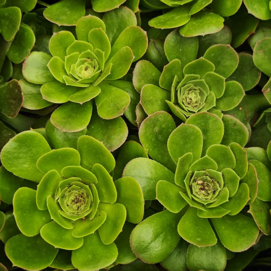 BL1802 グリーン　キャシュミア（7 cm pot）
