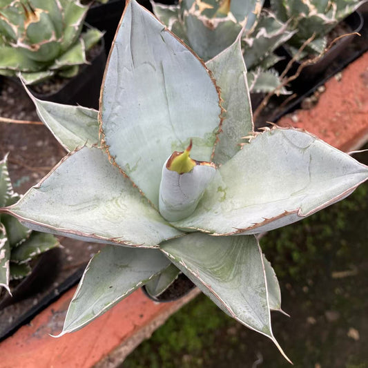 ZL659 ホワイト　アイス（13cm pot）