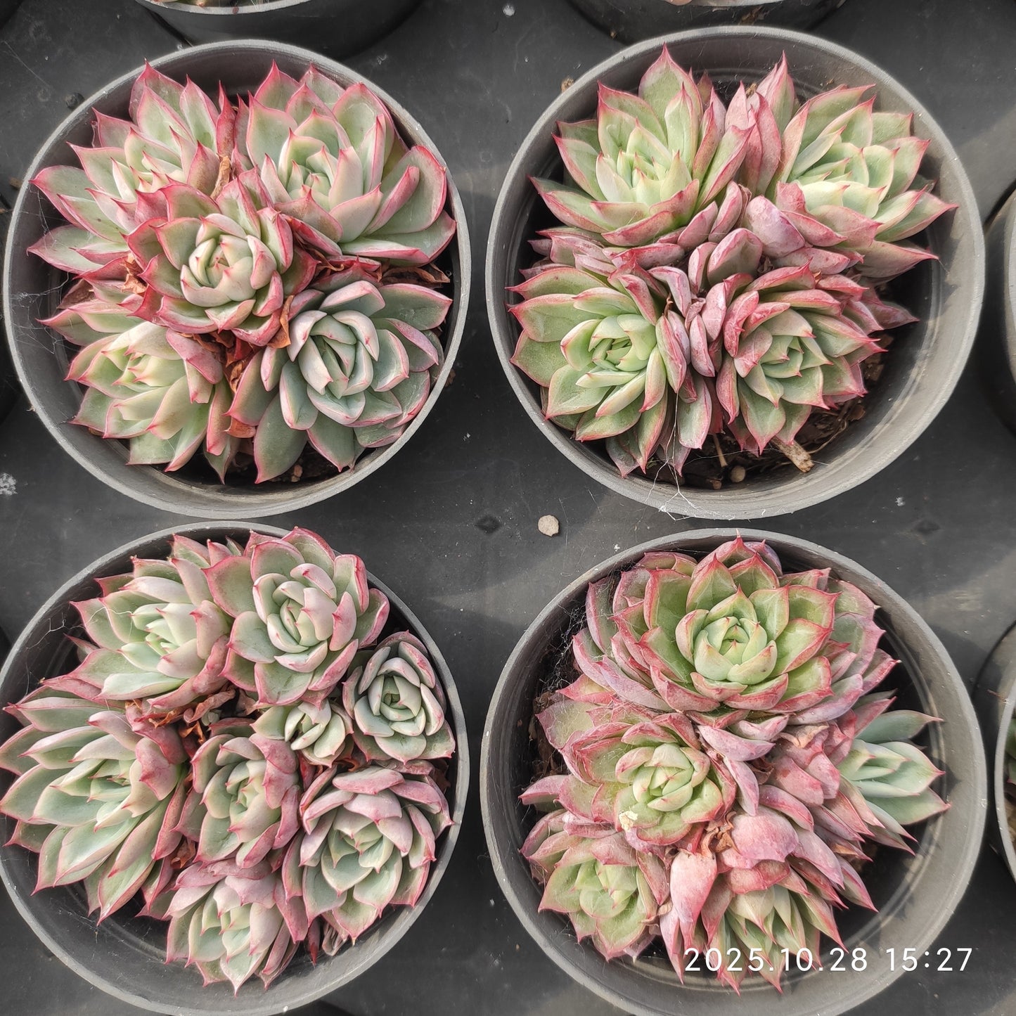 22214 ピンクメモリー（9cm pot）