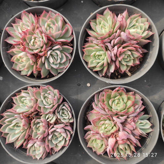 22214 ピンクメモリー（9cm pot）