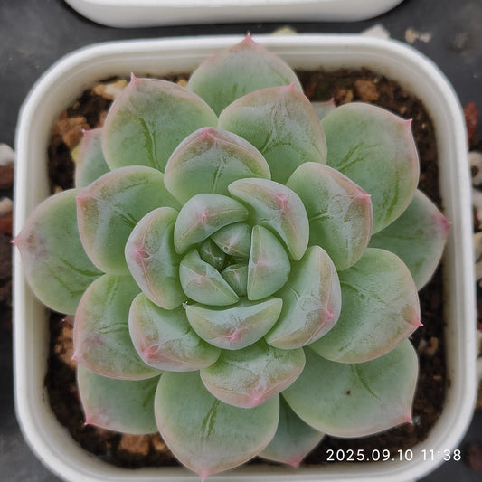 HG040 マルギャンHyb（7cm pot）