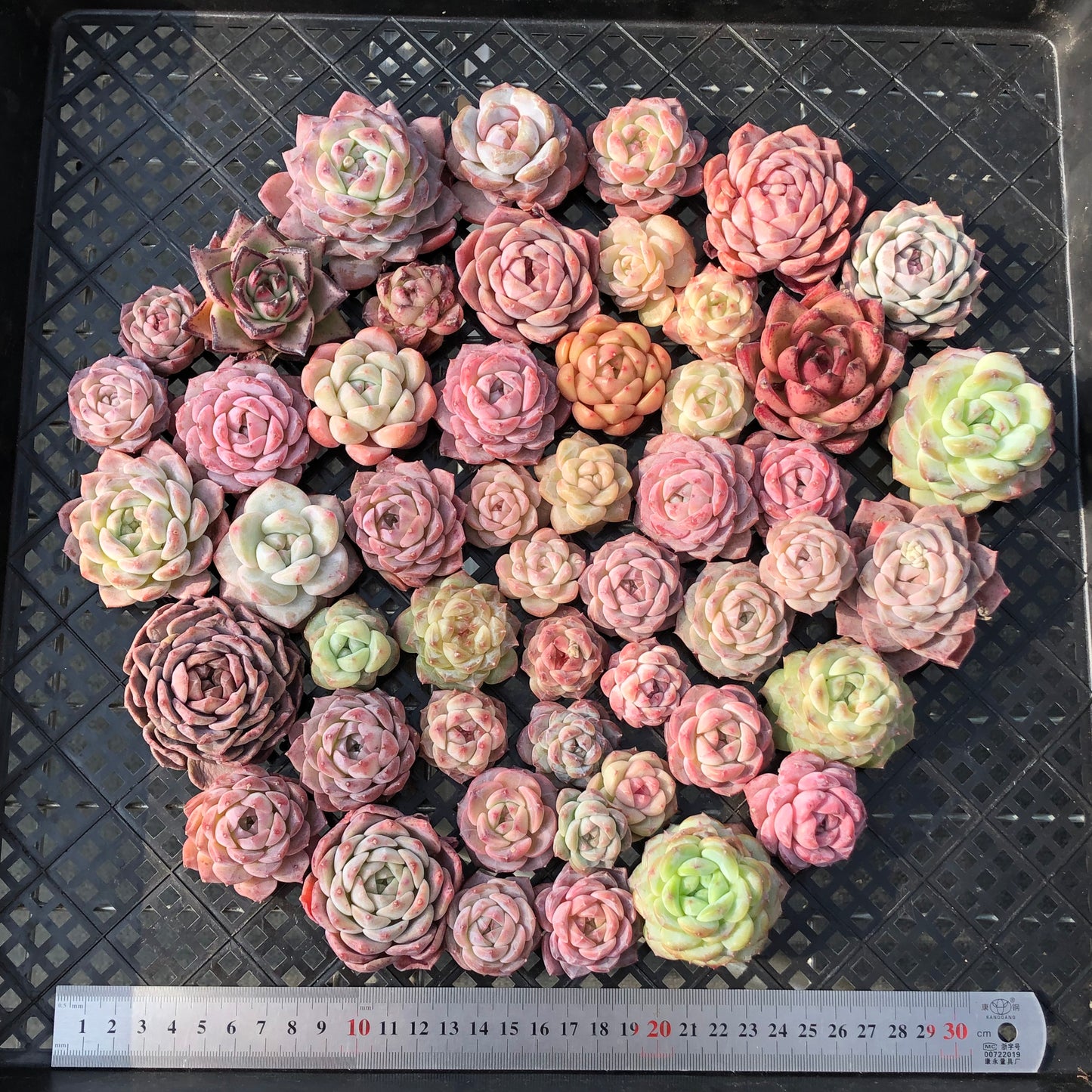 22048 ミックス苗 30