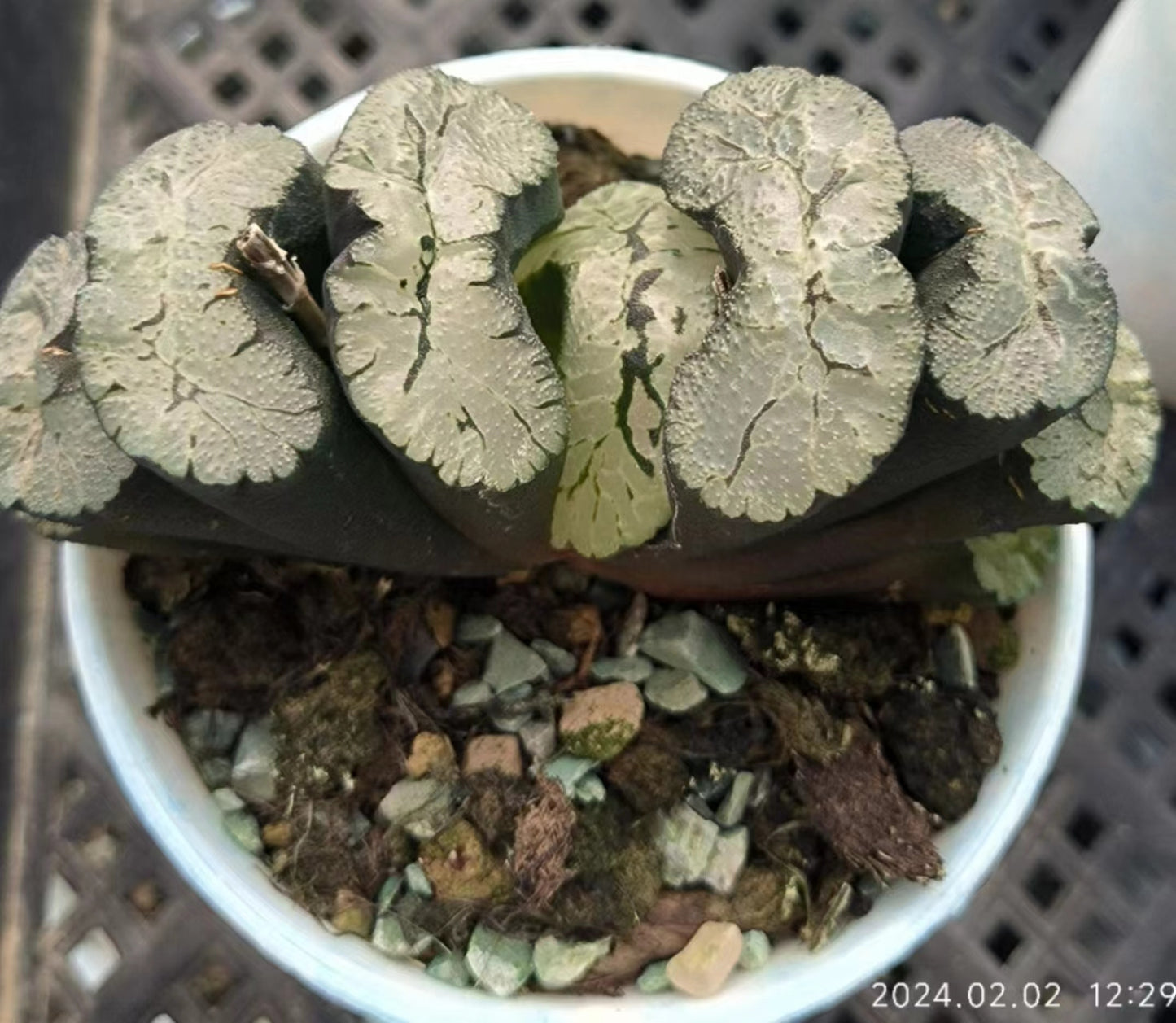 7349 葵御前 アオイゴゼン（6.5cm pot）