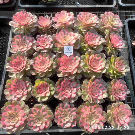 26086 アエオニウム ライチー