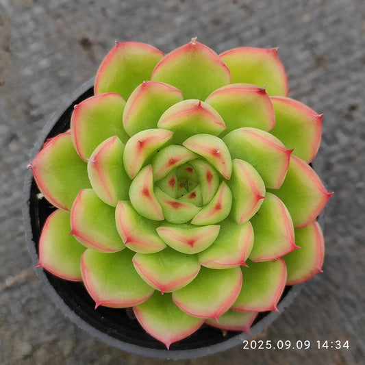 MMT786 フラッシュ　ライト（5.5cm pot）