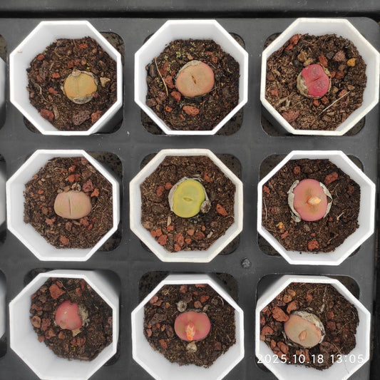 YBB288 コノフィツム　マウガニー（5.5cm pot）