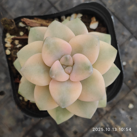 QN833 ティテュバンス錦（6.5cm pot）