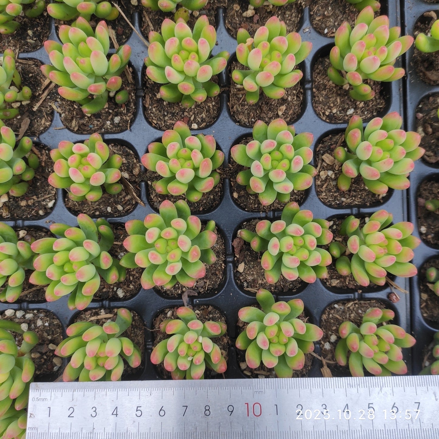 17084  アリス エヴァンス（5cm pot）（ポット苗）