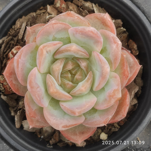 MMY1176 ライチー（9cm pot）