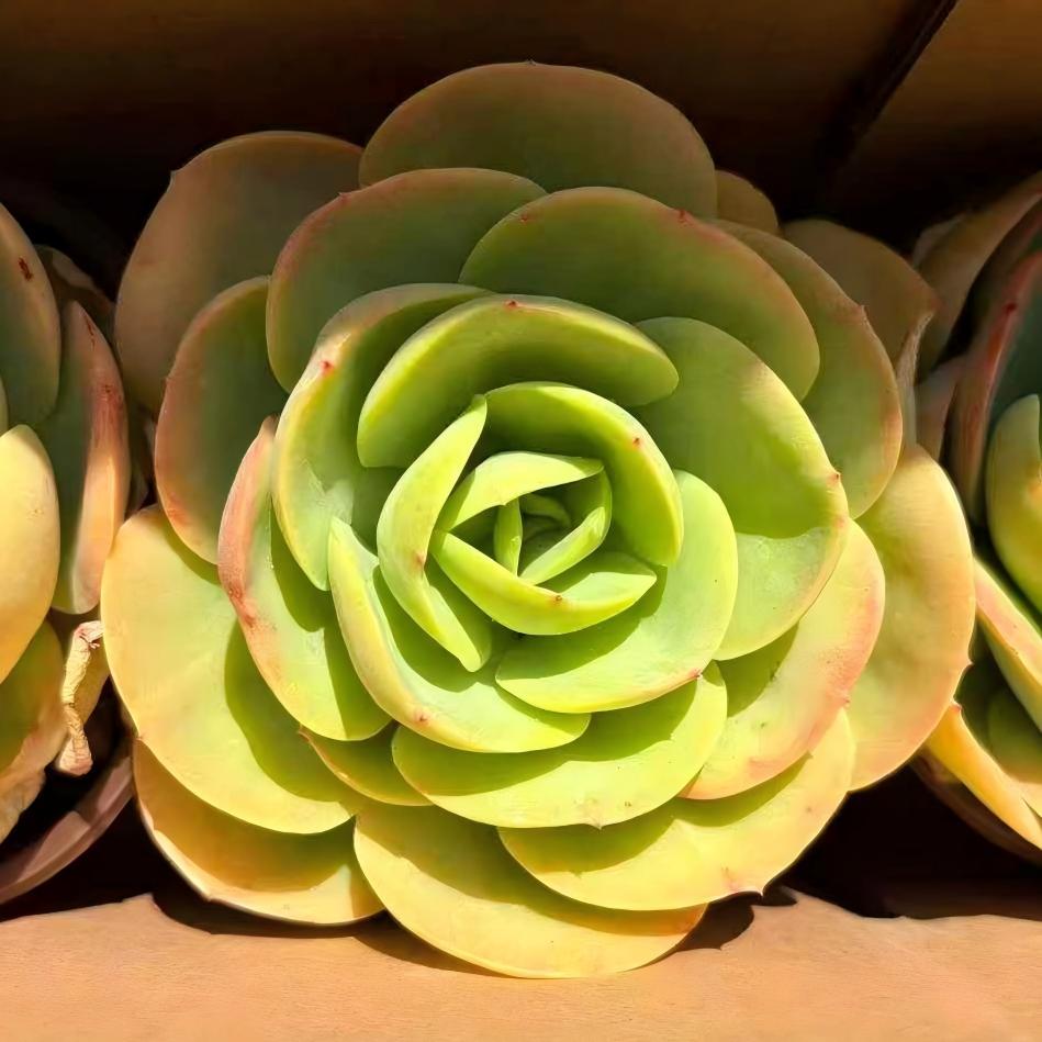 261181 ピーチプライド