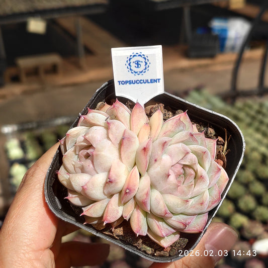 25673 クイーンオブピーチ