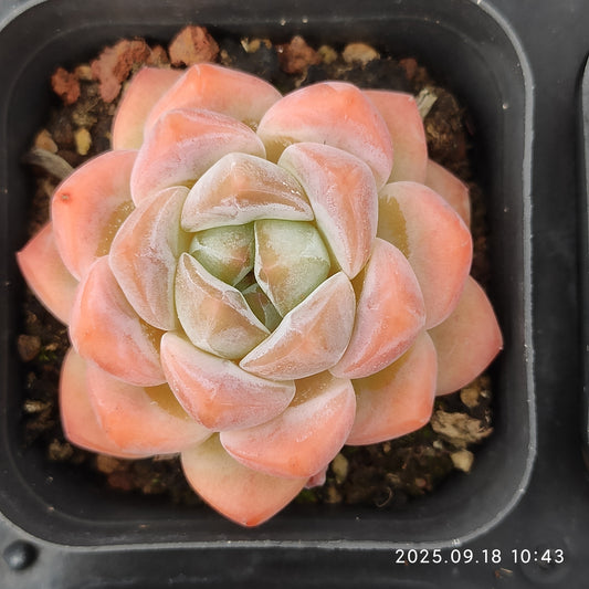 LMM388 ローンリー　ハート Hyb（6.5 cm pot）