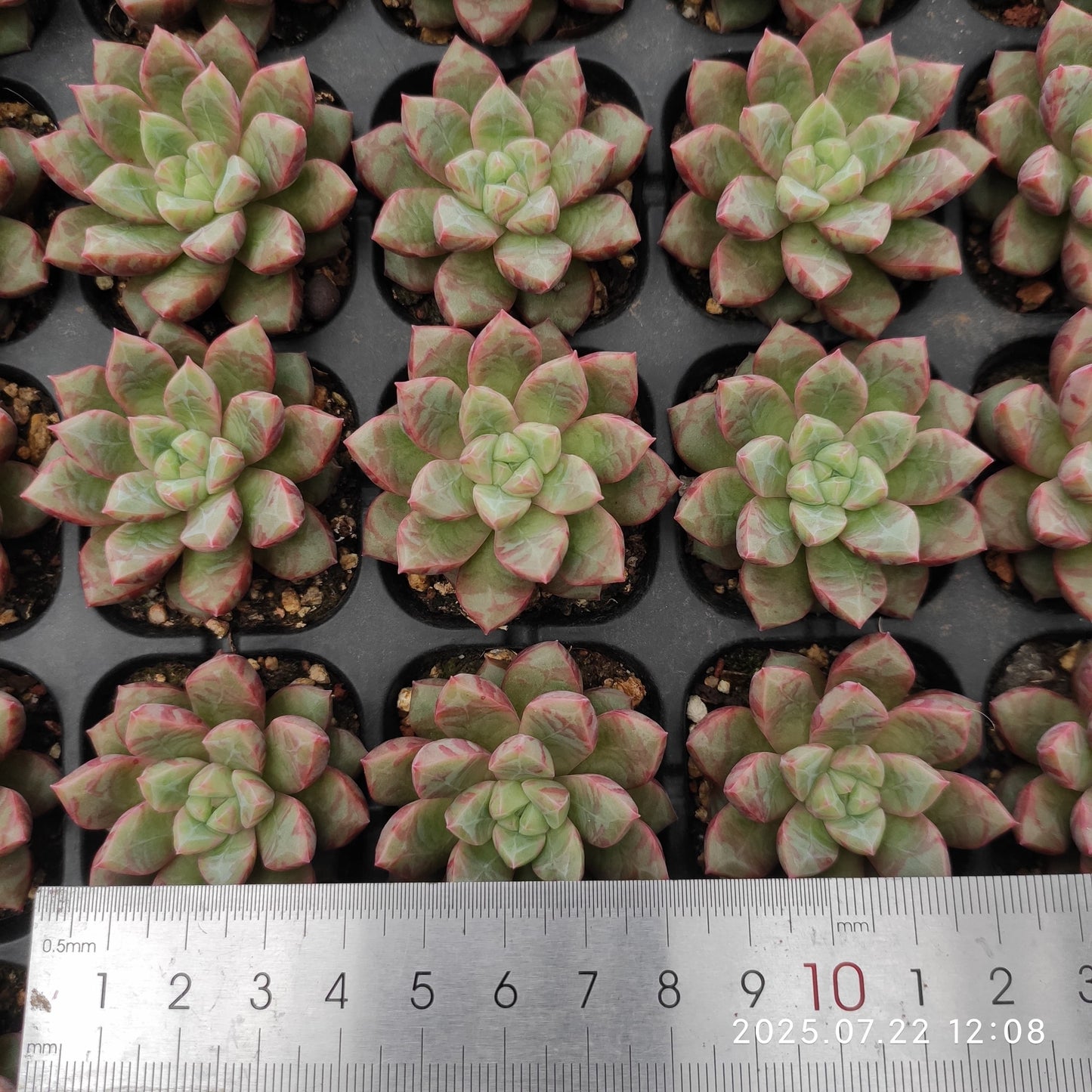 RC122 ブロードスワロー（3cm pot）